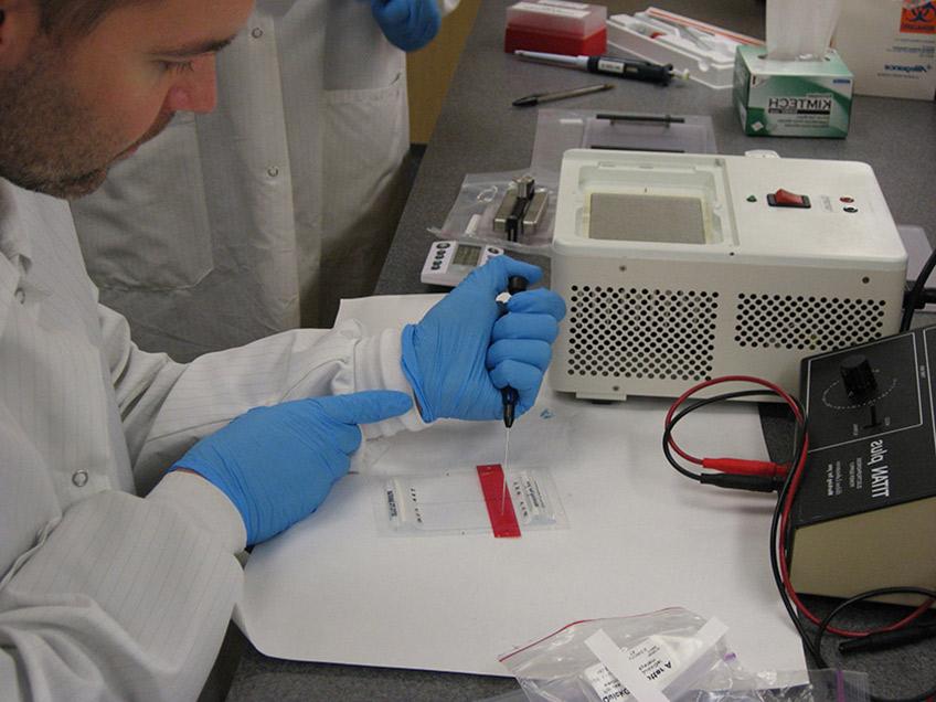 Student pipeting sample onto an electrophoresis membrane.